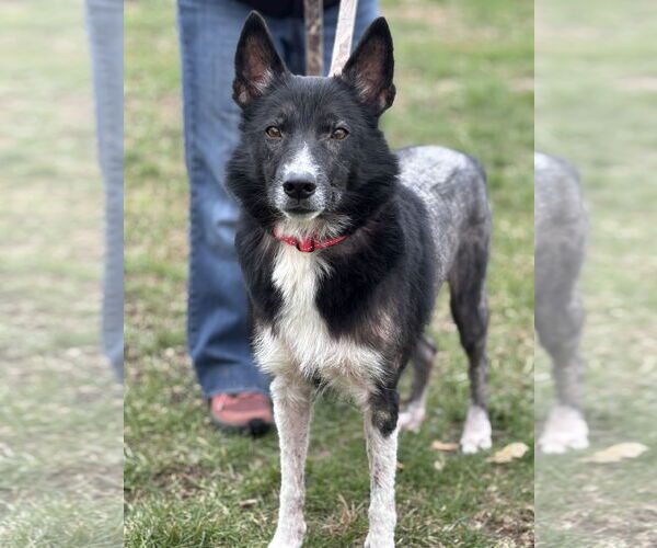 Medium Photo #1 Border Collie-Unknown Mix Puppy For Sale in Batavia, NY, USA