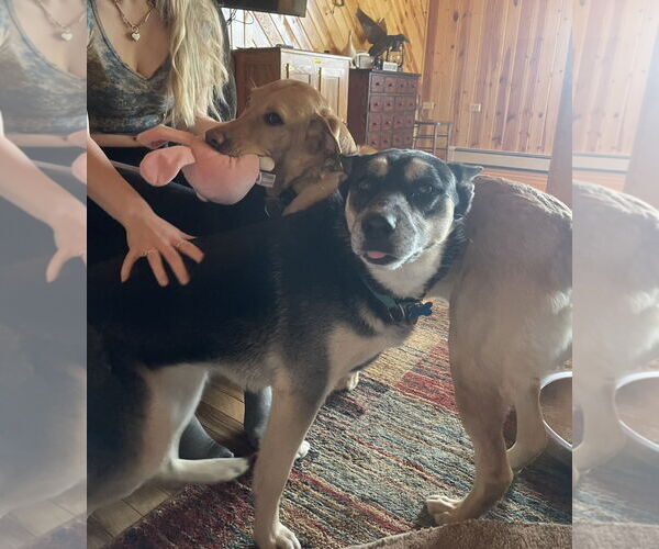 Medium Photo #26 Huskies -Unknown Mix Puppy For Sale in Minneapolis, MN, USA