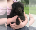 Small Photo #8 Labradoodle Puppy For Sale in FLORENCE, TX, USA