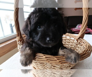 F2 Aussiedoodle Puppy for sale in GREENWOOD, IN, USA