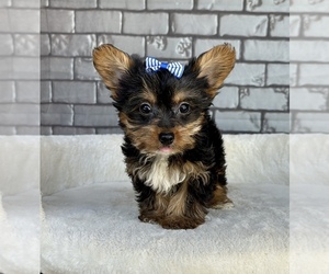 Yorkshire Terrier Puppy for sale in OCALA, FL, USA