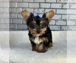 Image preview for Ad Listing. Nickname: Litter of 6