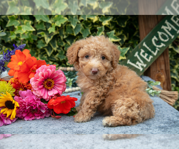 Medium Photo #3 Poodle (Miniature) Puppy For Sale in SHILOH, OH, USA