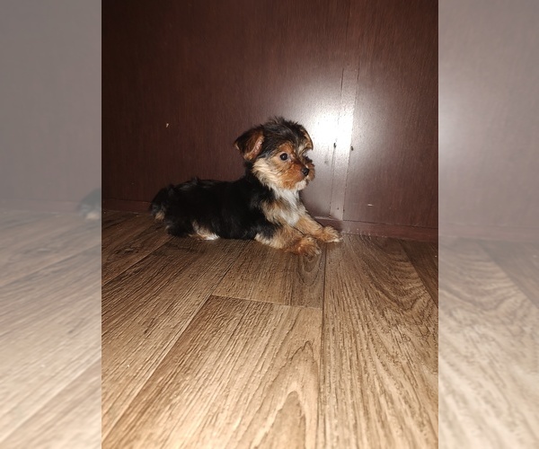 Medium Photo #10 Yorkshire Terrier Puppy For Sale in LAPEER, MI, USA