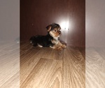 Small #9 Yorkshire Terrier