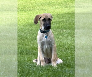 **ALDER** - Male Anatolian Shepherd-Unknown Mix Dog for Adoption - Photo #5