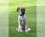 Small Photo #5 Anatolian Shepherd-Unknown Mix Puppy For Sale in Genesee, WI, USA