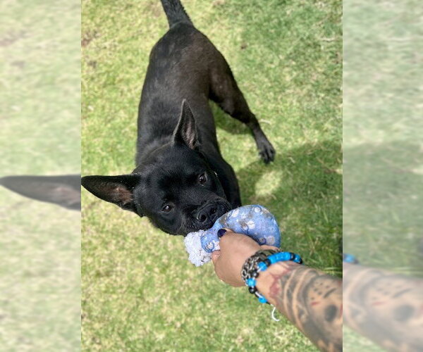 Medium Photo #2 Chow Chow-Unknown Mix Puppy For Sale in Temple, TX, USA