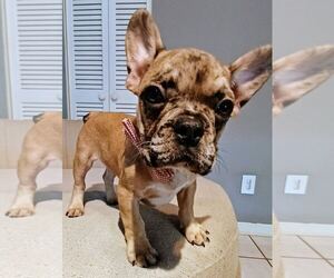 French Bulldog Puppy for sale in TAMPA, FL, USA