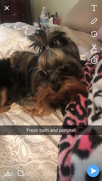 Medium Photo #1 Yorkshire Terrier Puppy For Sale in CHINO, CA, USA
