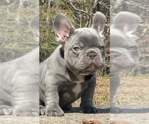 Medium Photo #1 French Bulldog Puppy For Sale in DACULA, GA, USA