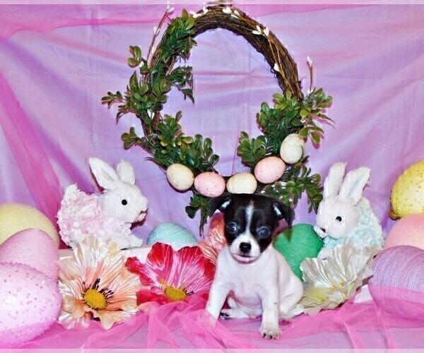 Medium Photo #10 Chihuahua Puppy For Sale in CHARLESTON, AR, USA