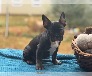 French Bulldog Puppy for sale in POWHATAN, VA, USA