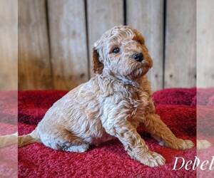 Goldendoodle (Miniature) Puppy for sale in WITHEE, WI, USA