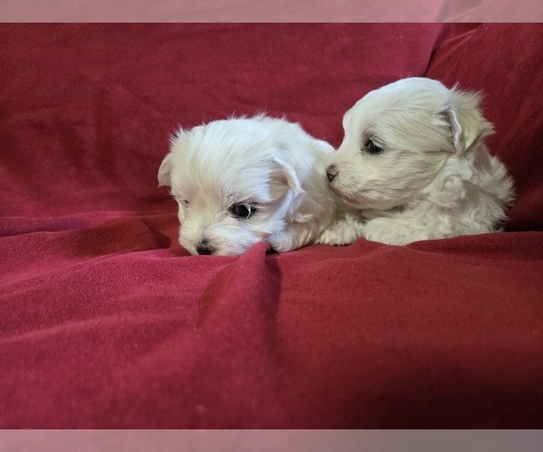 Medium Photo #1 Maltese Puppy For Sale in CORNERSVILLE, TN, USA