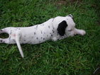 Puppy 6 Dalmatian