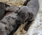 Puppy Reese Irish Dane