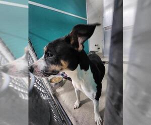 American Pit Bull Terrier-Unknown Mix Dogs for adoption in Newton, NC, USA