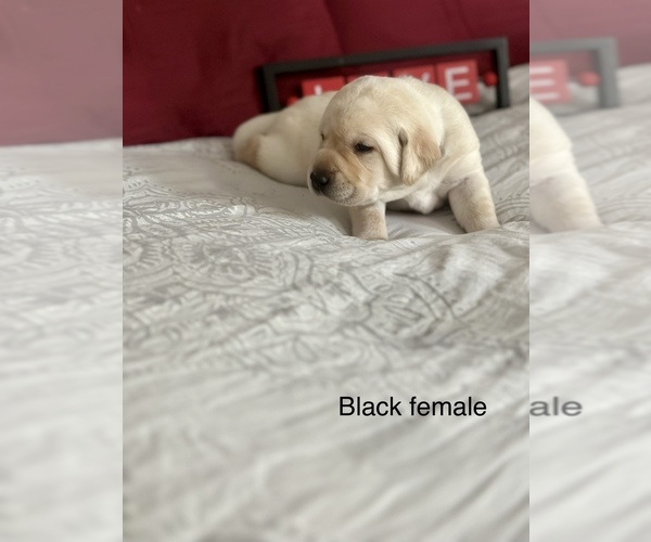 Medium Photo #6 Labrador Retriever Puppy For Sale in INVERNESS, FL, USA