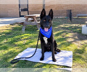 German Shepherd Dog-Unknown Mix Dogs for adoption in Orange, CA, USA