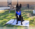 SHADOW - Male German Shepherd Dog-Unknown Mix Dog for Adoption - Small photo