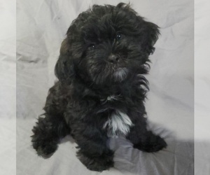 Shih Tzu-YorkiePoo Mix Puppy for sale in MESA, AZ, USA