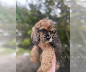 Medium Cocker Spaniel