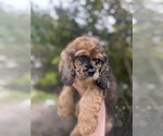 Puppy Earth Cocker Spaniel