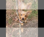 Small Photo #9 Yorkshire Terrier Puppy For Sale in MARIETTA, GA, USA