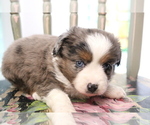 Small Photo #14 Australian Shepherd Puppy For Sale in STAFFORD, VA, USA