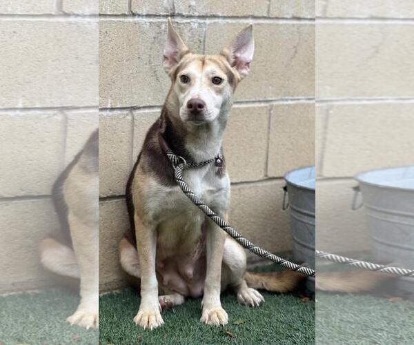 Medium Photo #8 Siberian Husky-Unknown Mix Puppy For Sale in Rockwall, TX, USA