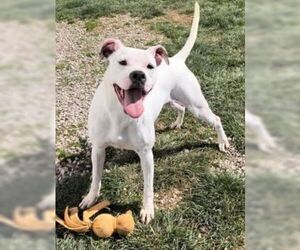 Clara - Female Boxer-Unknown Mix Dog for Adoption - Photo #6