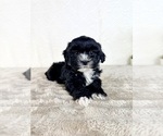 Small #2 ShihPoo