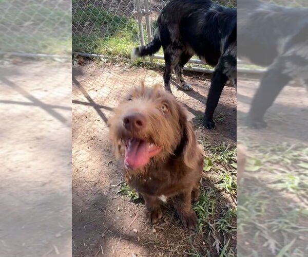Medium Photo #4 Labradoodle Puppy For Sale in Harrison, AR, USA