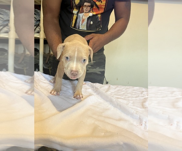 Medium Photo #3 American Bully Puppy For Sale in DUNDALK, MD, USA