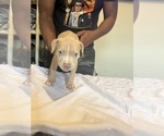 Small #2 American Bully