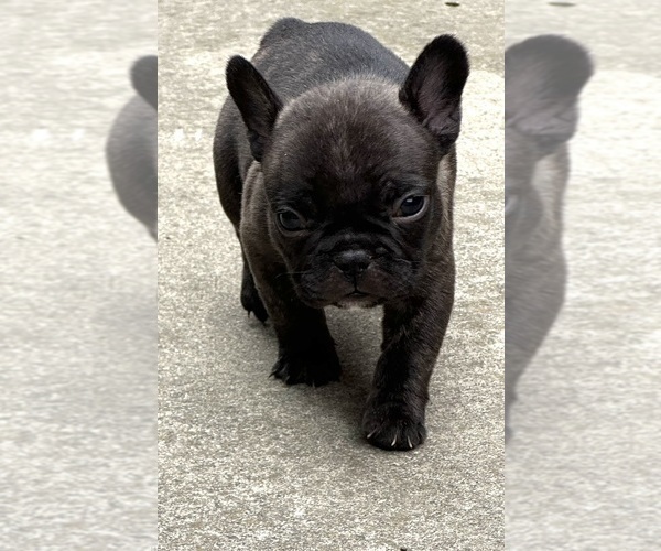 Medium Photo #1 French Bulldog Puppy For Sale in SALINAS, CA, USA