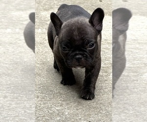 Medium French Bulldog