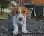 Small #1 Jack Russell Terrier