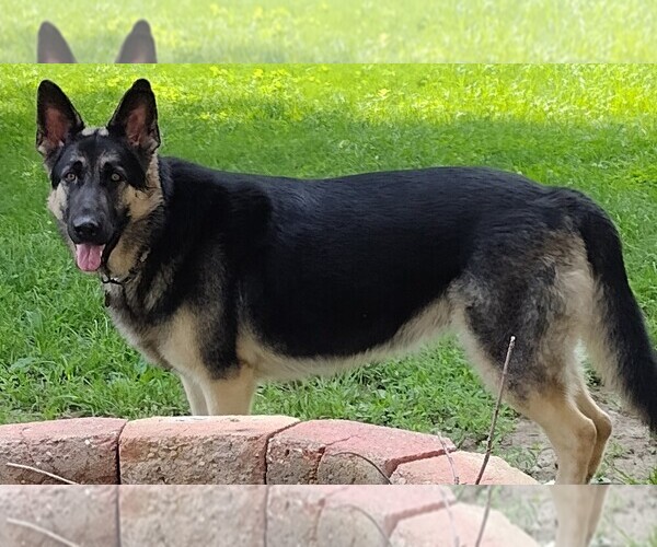 Medium Photo #1 German Shepherd Dog Puppy For Sale in SAINT LOUIS, MO, USA