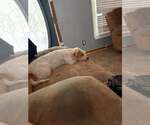 Small Photo #3 Jack Russell Terrier Puppy For Sale in Oakhurst, NJ, USA