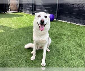 Siberian Husky Dogs for adoption in Orange, CA, USA