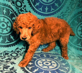 Medium Poodle (Standard)