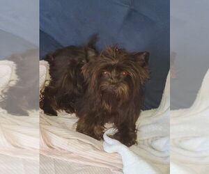 Father of the Yorkshire Terrier puppies born on 11/11/2024