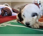 Small Photo #7 Sheepadoodle Puppy For Sale in THORNDALE, TX, USA