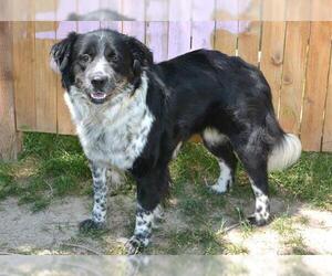 Border Collie-Chow Chow Mix Dogs for adoption in West Valley, UT, USA