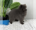 Small #3 Pomeranian