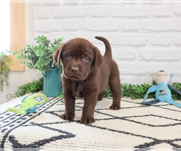 Medium Photo #3 Labrador Retriever Puppy For Sale in SYRACUSE, IN, USA