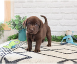 Small #2 Labrador Retriever