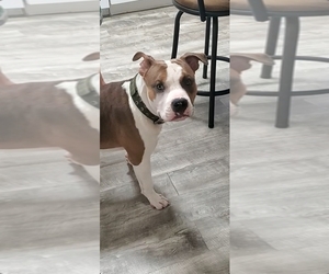 American Staffordshire Terrier Puppy for sale in HOMOSASSA, FL, USA